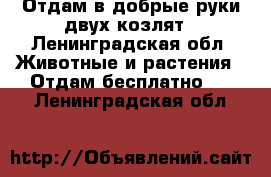 Отдам в добрые руки двух козлят - Ленинградская обл. Животные и растения » Отдам бесплатно   . Ленинградская обл.